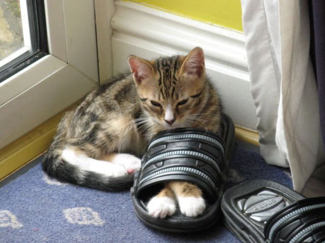 蝶泳划水效率数据解读,蝶泳的划水动作轨迹是三维的